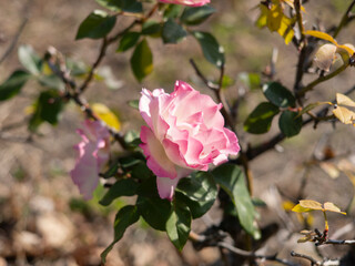 Fototapeta premium 公園に咲く薔薇の花