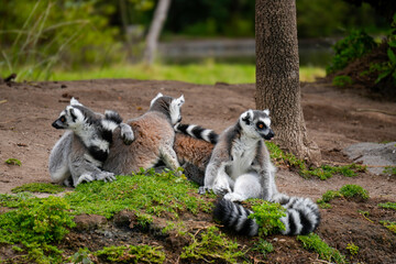 ring tailed lemur © Luis Lobato