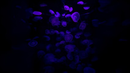 Group of glowing purple jellyfish swimming in the dark deep sea water.