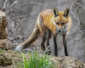The Stunning Beauty of a Red Fox on a Dreary Day.