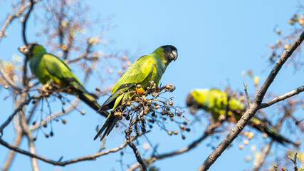 group of wild nanday parakeet (Aratinga nenday) feeding in a tree