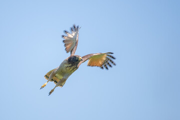 roadside hawk (Rupornis magnirostris) in flight, Buenos Aires, Argentina
