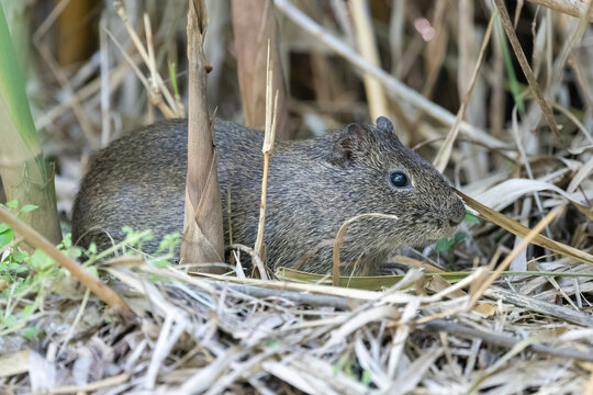wild Brazilian guinea pig (Cavia aperea), Buenos Aires, Argentina