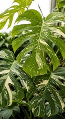 Variegated Monstera Deliciosa - A Close-Up of Tropical Foliage.