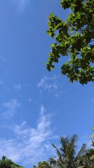 Obraz premium Leaves Dancing Under a Clear Blue Sky