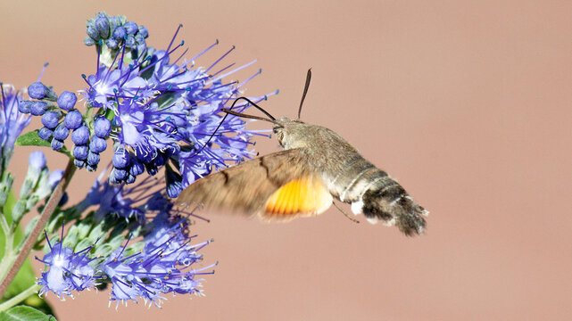 bee on a flower - Powered by Adobe