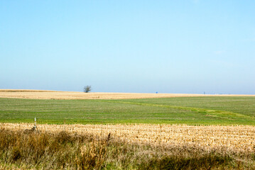 wheat field and blue sky