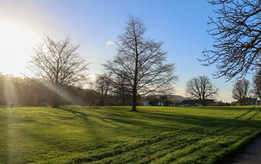 Obraz premium Winter sunbeams breaking through bare trees in Gadebridge Park, Hemel Hempstead, England, creating long shadows on green grass