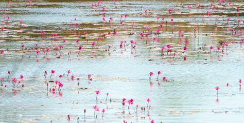 Beautiful scenic view of a vast pond filled with blooming pink water lilies and lily pads on a calm water surface. A serene natural landscape perfect for travel and nature themed projects. © sirawut