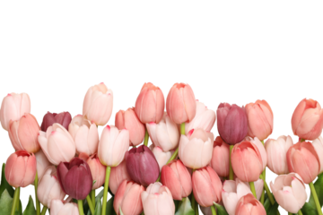 Pink and purple tulips celebrate Women’s Day, isolated, PNG