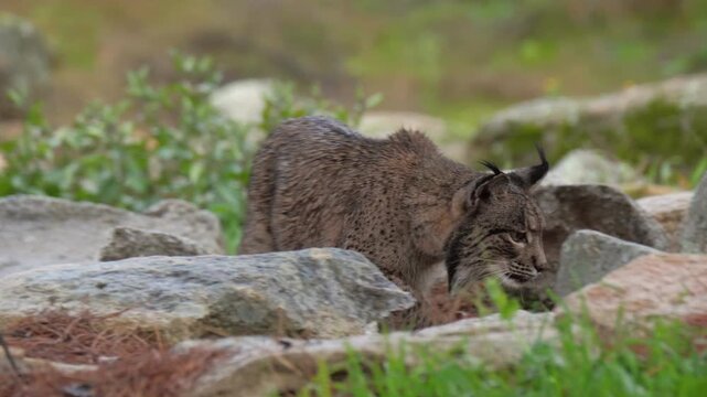 A majestic Iberian lynx hunts rabbits among the stones of its rocky landscape habitat.Unique moments of capturing prey in the mountain, rocky background and green grass and flowers foreground.