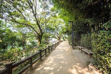 Fototapeta premium Sun-Drenched Park Pathway with Wooden Benches and Lush Greenery