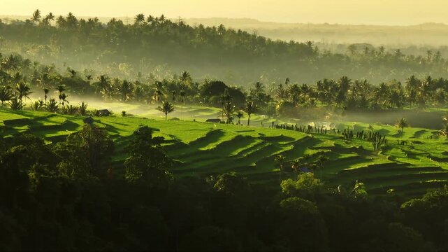 Lombok Senaru landscape, vibrant green rice terraces and lush palm trees forest emerging from the morning fog, highlighting traditional agriculture in a tropical environment. Aerial flight panorama