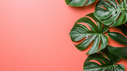 Fresh green monstera leaves on vibrant pink background
