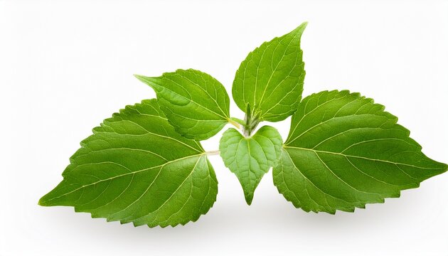 Pogostemon Cablin Blanco Benth Or Patchouli Branch Green Leaves On Transparent Background