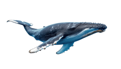 Humpback Whale Swimming Gracefully in the Ocean Against a Transparent Background