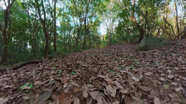 Walking along a leaf-covered mountain path from a low-angle ground-level view