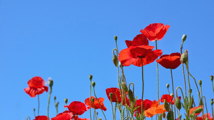 Obraz premium Blue sky,red scarlet poppies and summer spring mood