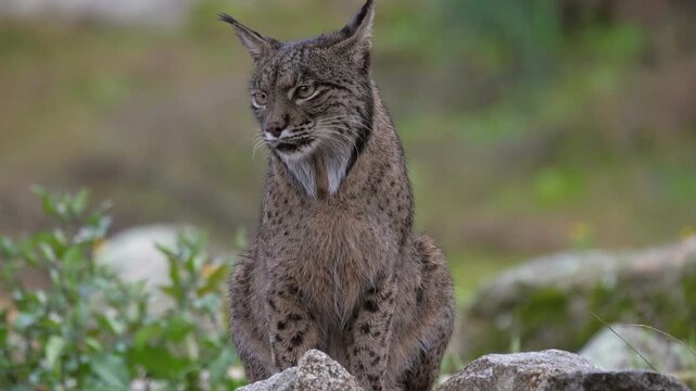 A majestic Iberian lynx (Lynx pardinus) sits perched on large, moss-covered rocks. It calmly surveys its surroundings near a waterfall, showcasing its beautiful spotted fur and signature ear tufts. 