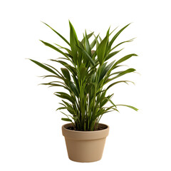 Green Houseplant With Long Leaves in Beige Pot