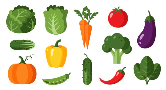 Colorful vector illustration of various fresh vegetables for healthy diet