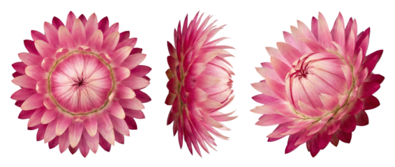 Three Pink Strawflowers in Different Angles: Top, Side, and 3/4 View