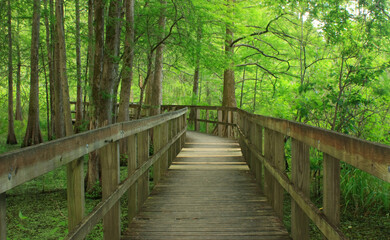 Obraz premium Loop Trail boardwalk through a cypress and tupelo swamp in Lake Martin, Breaux Bridge, Louisiana