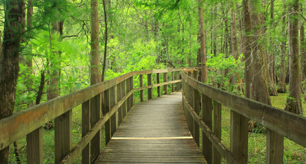 Loop Trail boardwalk through a cypress and tupelo swamp in Lake Martin, Breaux Bridge, Louisiana