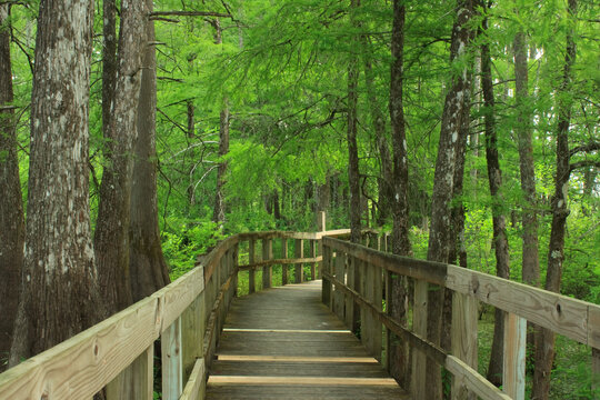 Loop Trail boardwalk through a cypress and tupelo swamp in Lake Martin, Breaux Bridge, Louisiana