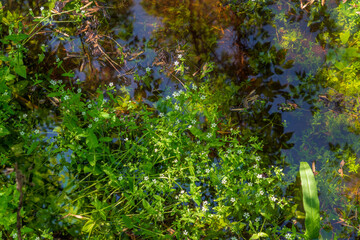 Stellaria media, chickweed, is an annual flowering plant in the family Caryophyllaceae in the swollen waters of the Volga River Delta in the Astrakhan Biosphere Reserve, Astrakhan region, Russia