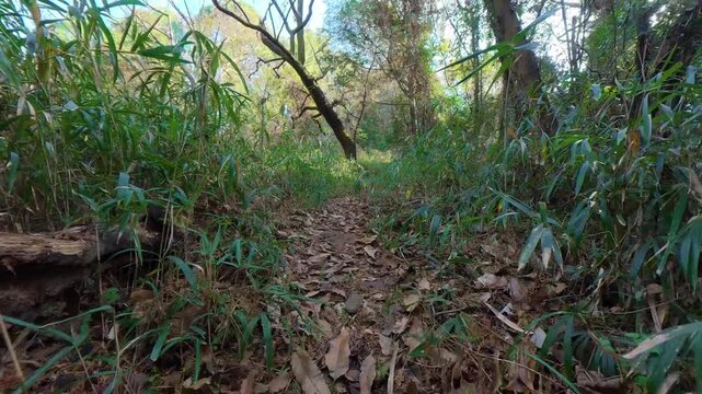 Walking along a leaf-covered mountain path from a low-angle ground-level view