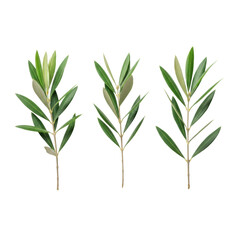 Obraz premium Four ultra-realistic fresh olive tree branches with crisp green leaves and brown stems, isolated on a shadowless white background, clean flat lay studio shot. Concept of mediterranean nature and