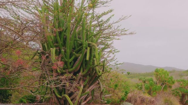Footage filmed inside the Koko Crater Botanical Garden on Oahu's southeastern coast, Hawaii. This unique 60-acre garden, located within a dormant volcanic crater, features a wide variety of rare cacti