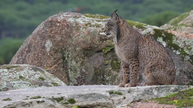 A majestic Iberian lynx (Lynx pardinus) sits perched on large, moss-covered rocks. It calmly surveys its surroundings near a waterfall, showcasing its beautiful spotted fur and signature ear tufts. 