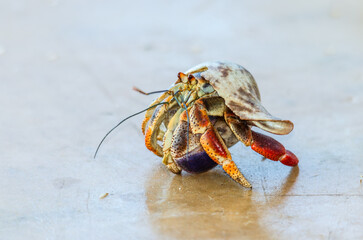 hermit crab on the beach