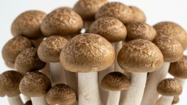 This dynamic close-up shot features a vibrant cluster of fresh, brown-capped mushrooms with delicate white stems, presented against a clean white background. The intricate textures and natural pattern