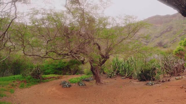 Footage of the Koko Crater Botanical Garden, a unique 60-acre garden situated within a volcanic tuff cone on the island of Oahu, Hawaii.