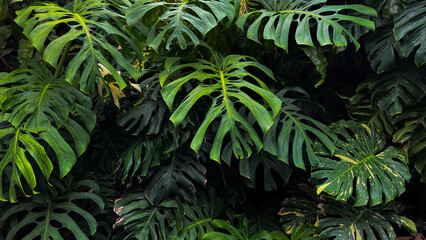 Side view of Monstera deliciosa leaves. leaf. background. copy space, empty, free, negative, text, design. nature. tropical. close up. green. plant, plants. eco, ecology. environment. © Muhammad