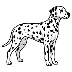 Fototapeta premium Dalmatian Purebred Dog, Studio Portrait Isolated on a White Background