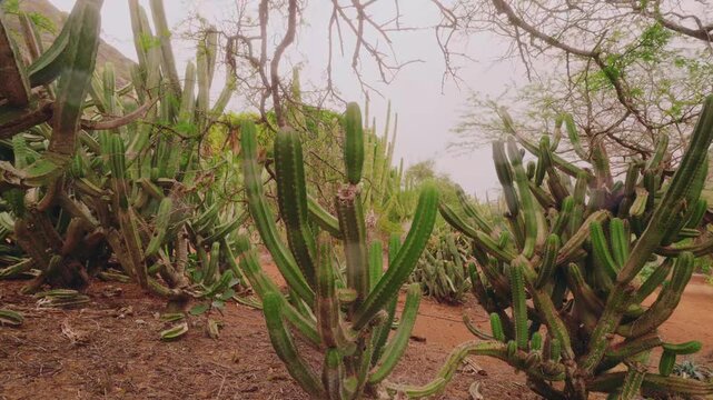 This footage highlights the garden's unique collection of rare cacti, succulents, and other dryland plants from around the world. The rugged, desert-like landscape offers a striking contrast to the lu