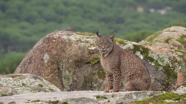 A majestic Iberian lynx (Lynx pardinus) sits perched on large, moss-covered rocks. It calmly surveys its surroundings near a waterfall, showcasing its beautiful spotted fur and signature ear tufts. 
