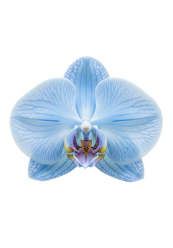 elegant light blue phalaenopsis orchid, detailed purple pink labellum, isolated on transparent background with ample copy space, shadowless studio lighting. concept of natural botanical elegance