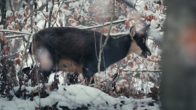 Cinematic winter forest shot of goat turning head in soft snow