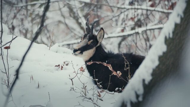 Cinematic close-up of goat in snowy forest, moving gracefully and slowly