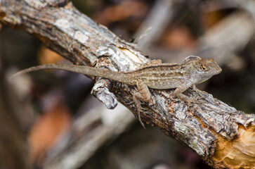 Obraz premium lizard on a tree