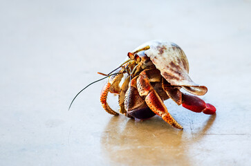 hermit crab on the beach