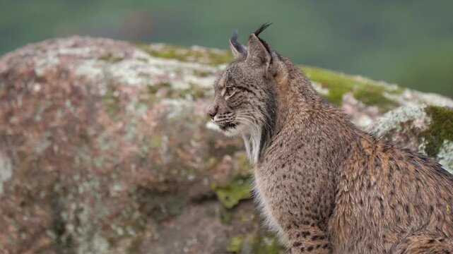 A majestic Iberian lynx (Lynx pardinus) sits perched on large, moss-covered rocks. It calmly surveys its surroundings near a waterfall, showcasing its beautiful spotted fur and signature ear tufts. 