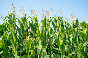 Obraz premium Corn plants reaching into a blue sky with lush green leaves in summer