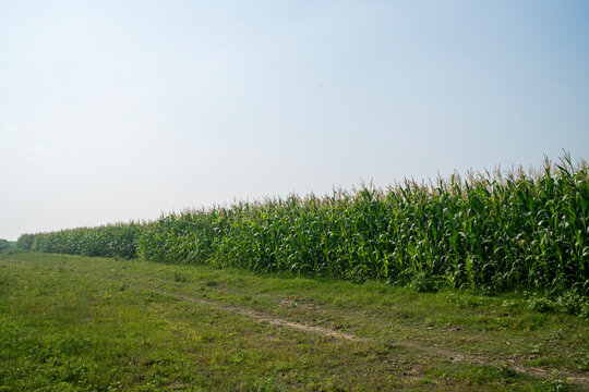 Cornfield stretching alongside a path with a clear sky in the countryside - Powered by Adobe