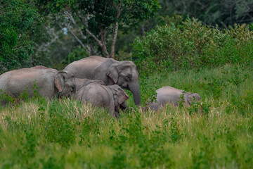 Its body is gray, its snout is called the trunk. The trunk of the Asian elephant has only one beak.  Thailand.